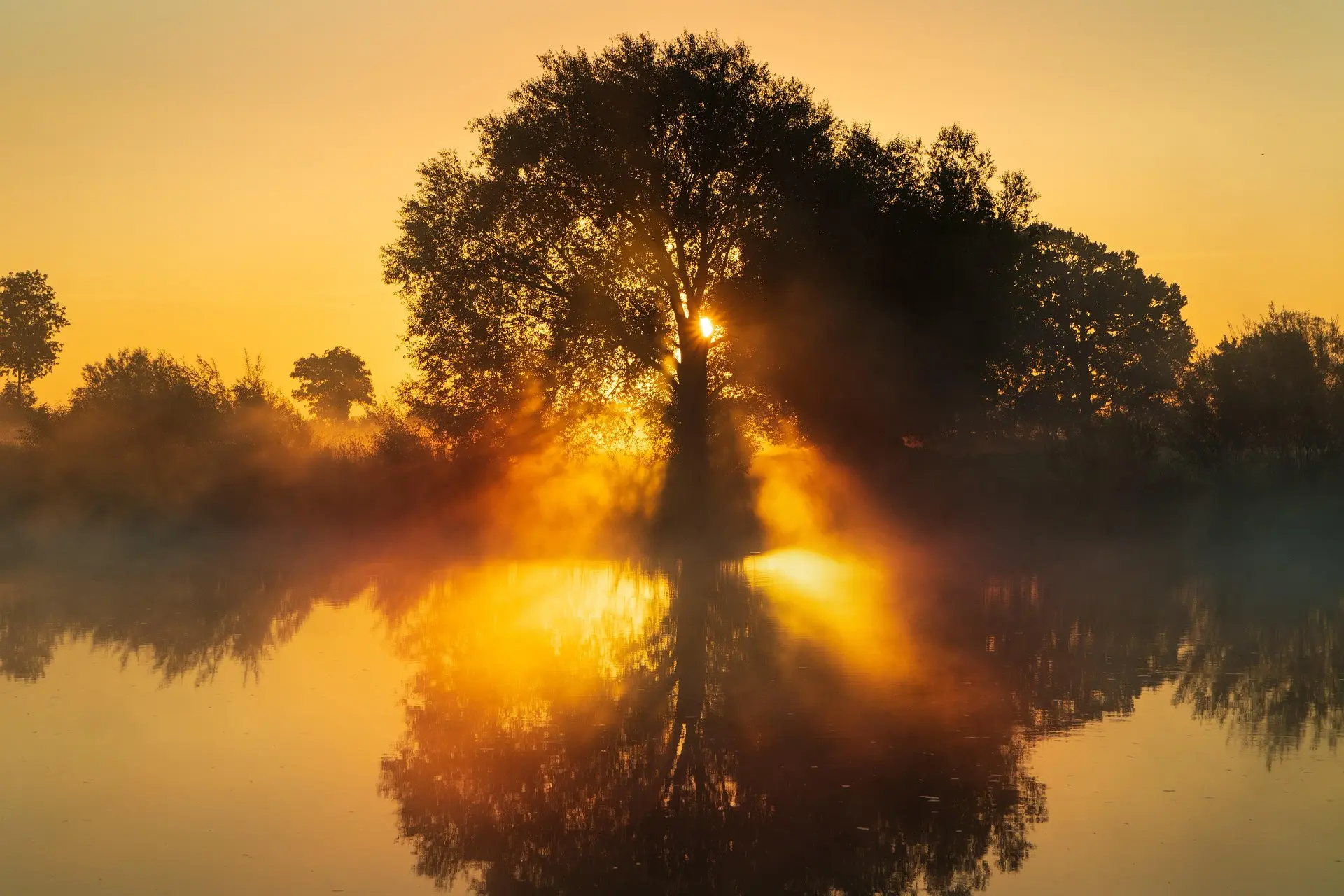 Paisagem com árvores ao amanhecer